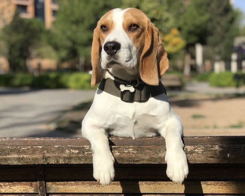 Beagles