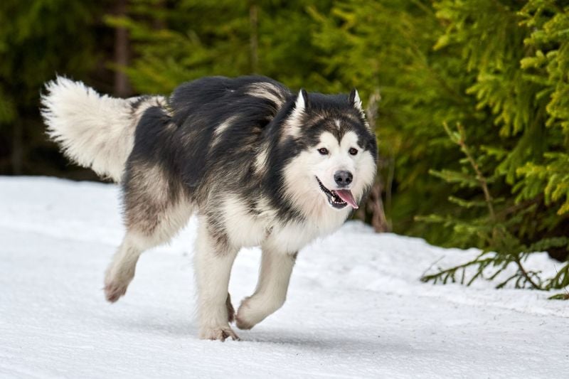 Alaskan Malamute: The Power Puller