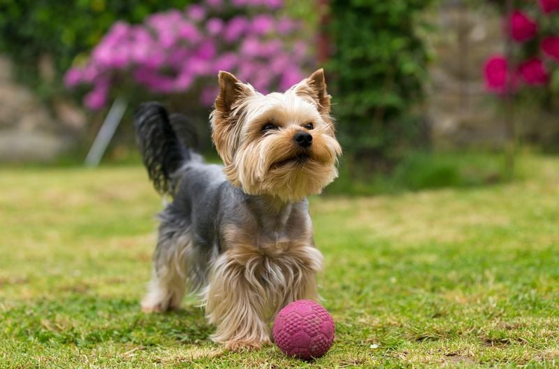 Exercise & Enrichment