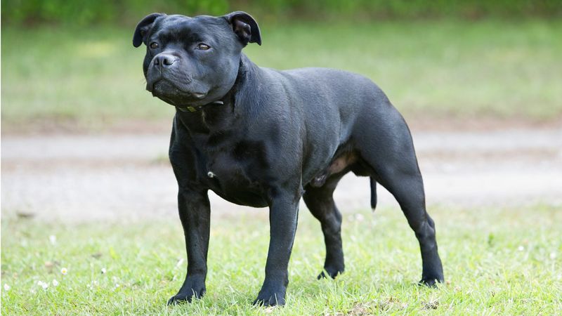 Staffordshire Bull Terrier