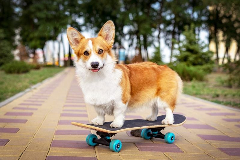 Pembroke Welsh Corgi: The Short-Legged Smarty