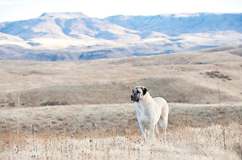 Anatolian Shepherd