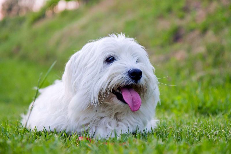 Maltese: Living Snowflakes