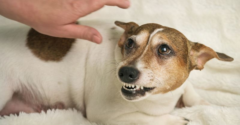 Not Respecting the Dog’s Boundaries