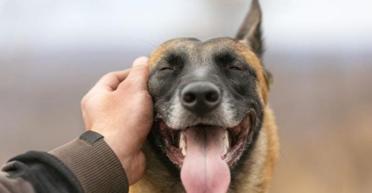 Want to Bond With Your Rescue Dog? These 12 Steps Build Trust From Day One
