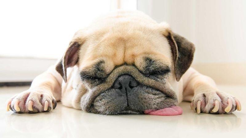 Excessive Sleeping and Energy Loss