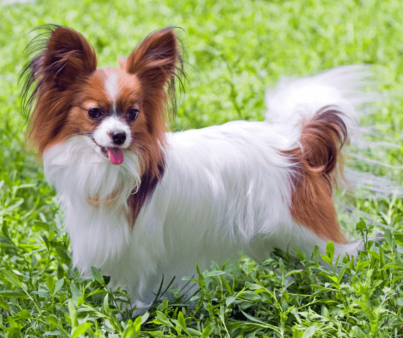 Papillon