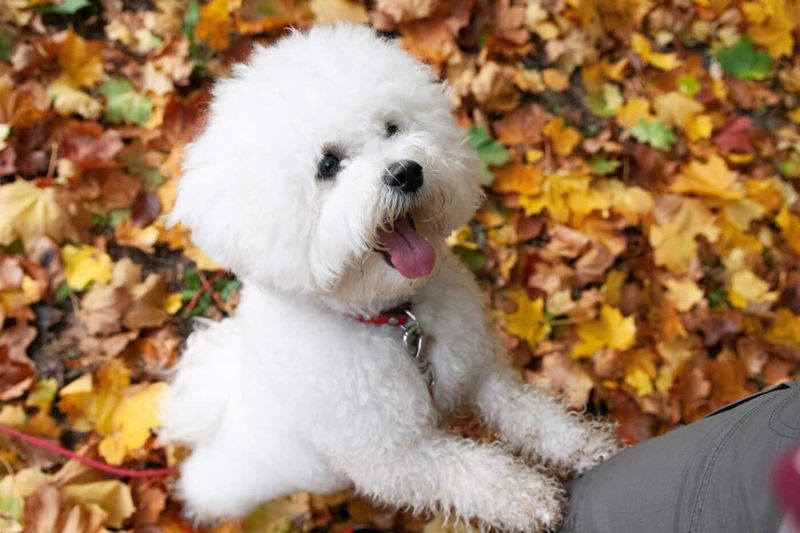 Bichon Frise: Cotton-Ball Cuteness