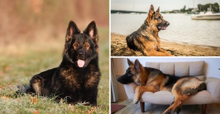 Which German Shepherd Is Right for You? Discover These 9 Distinct Types