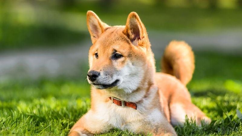 Shiba Inu