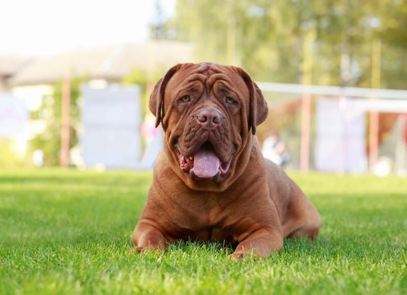 Dogue de Bordeaux: French Mastiffs with Limited Time