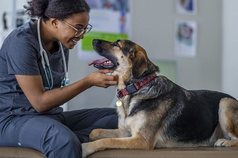 Skipping a Pre-Trip Vet Check