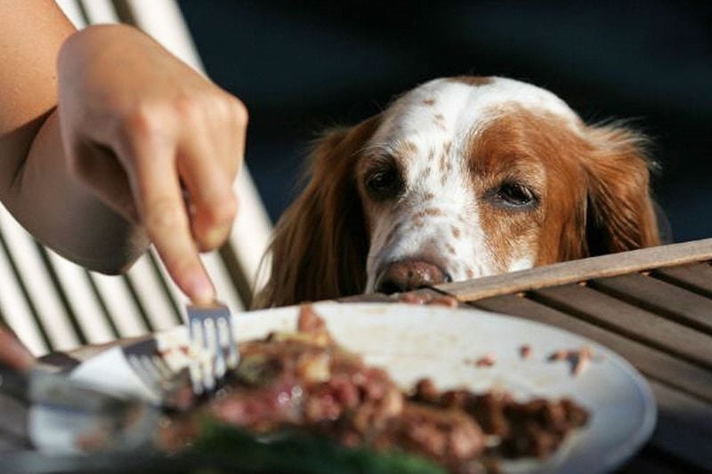 Begging at the Table