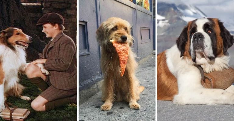 Woof! Lights! Camera! 22 Canine Stars Who Stole Our Hearts