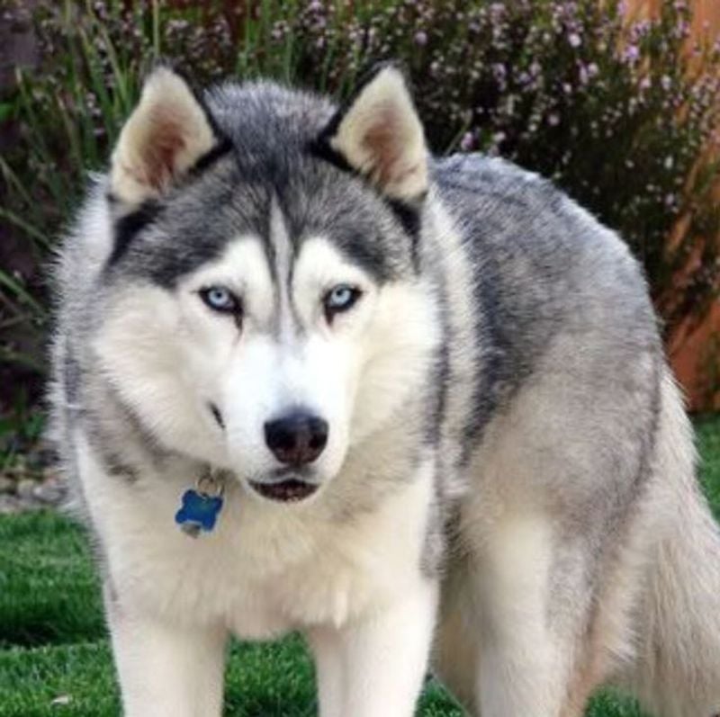 Wolf–Siberian Husky Mix