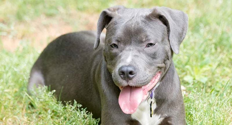 Lab-Pit Mixes: The Shelter Favorites