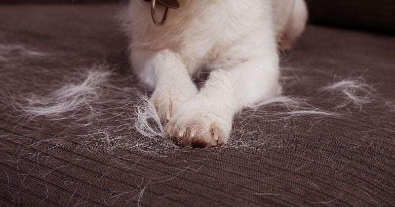 You'll Never Have A Clean Home Again