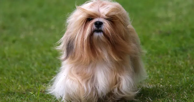 Lhasa Apsos
