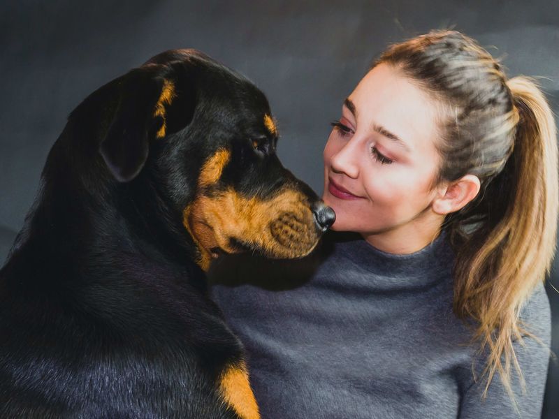 Rottweiler