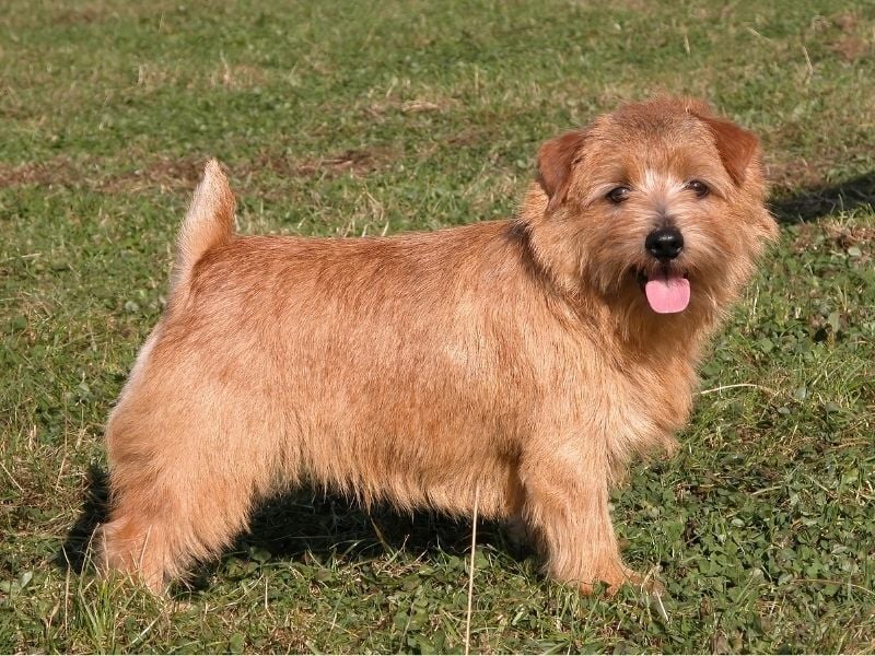 Norfolk Terrier