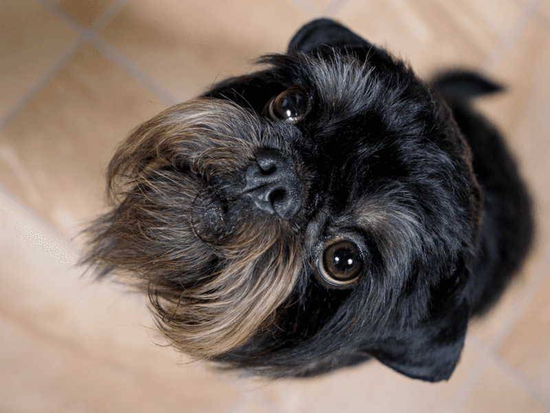 Brussels Griffon: The Expressive Ewok Lookalike