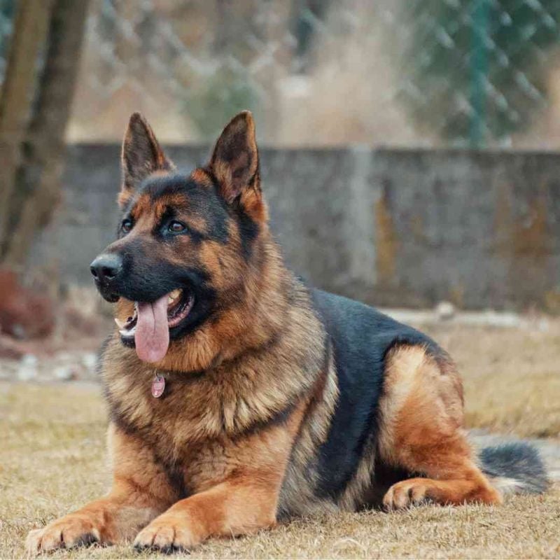 German Shepherd: Intelligence and Versatility With High Demands