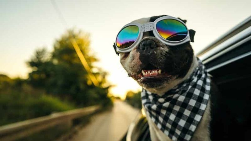 Dog Sunglasses (“Doggles”)