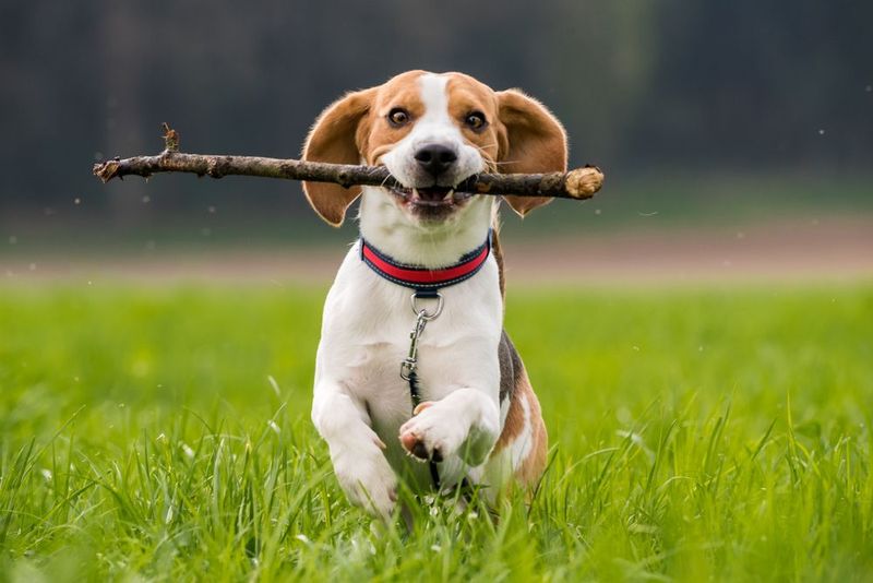 Fetch