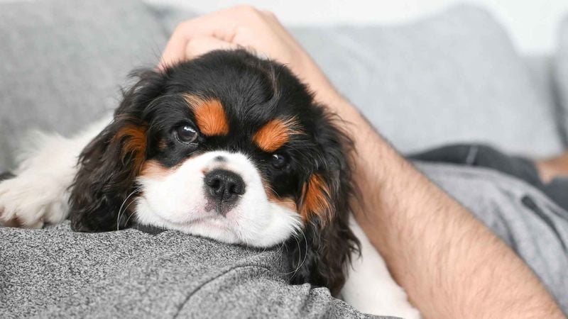 Cavalier King Charles Spaniel: The Lap-Sized Comforter