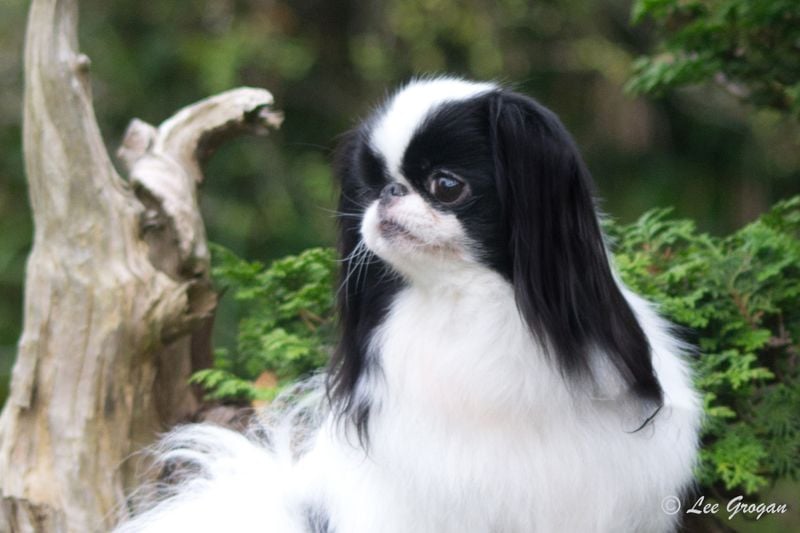 Japanese Chin