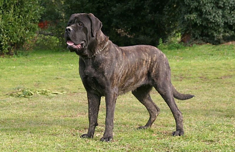 Mastiff: Ancient Giants with Shortened Timelines