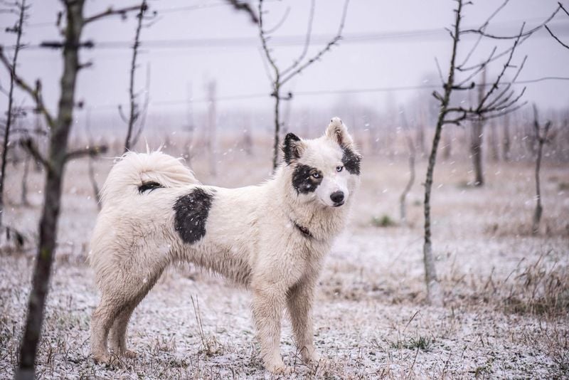 Yakutian Laika