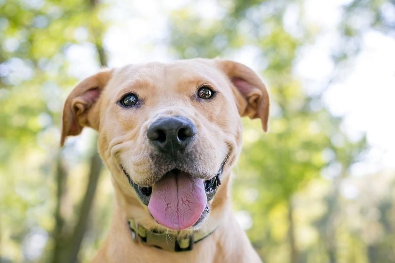 Lab-Pit: The Velcro Companion