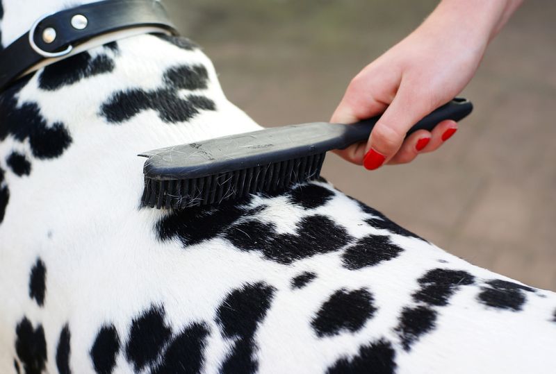 Dalmatian