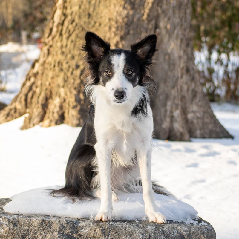 Border Collies: Too Smart For Their Own Good