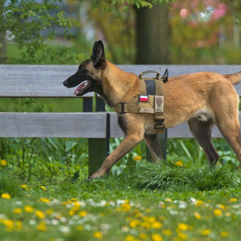 Belgian Malinois
