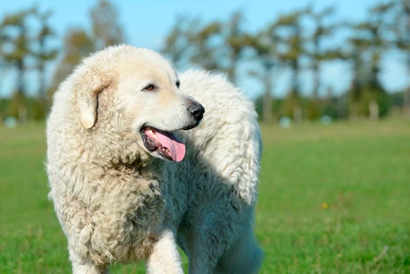 Kuvasz: The Royal White Guardian