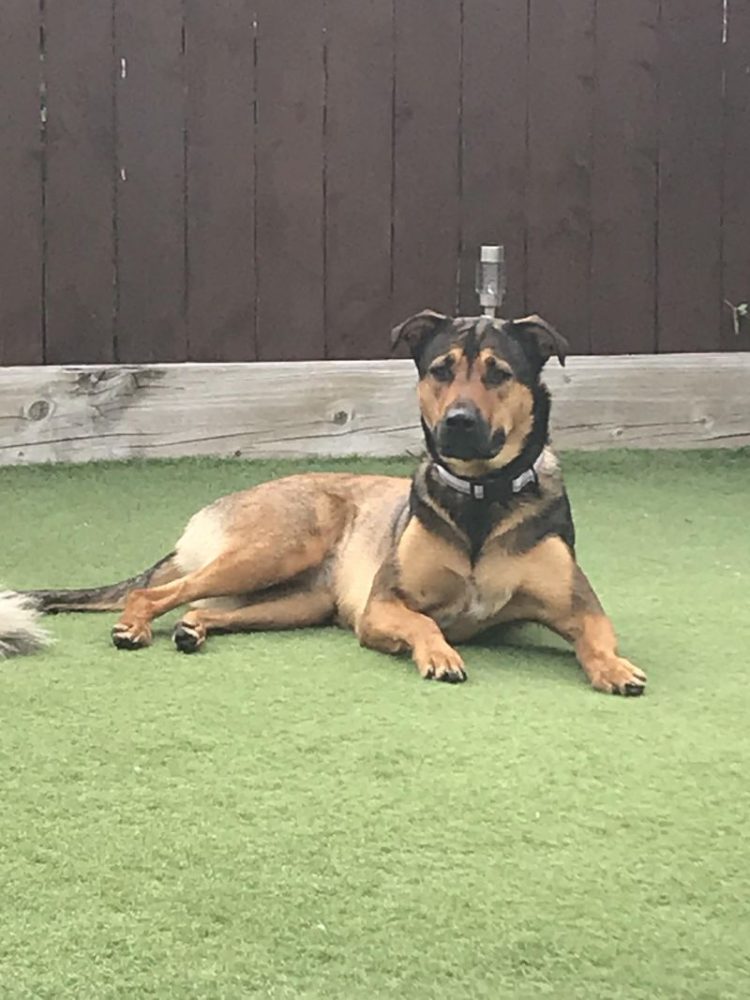 Rare Rottweiler Mix Breeds: Top 6 You Should Know About