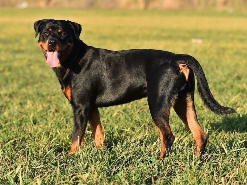 Black and Tan