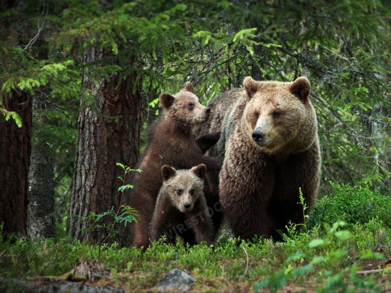 Bears