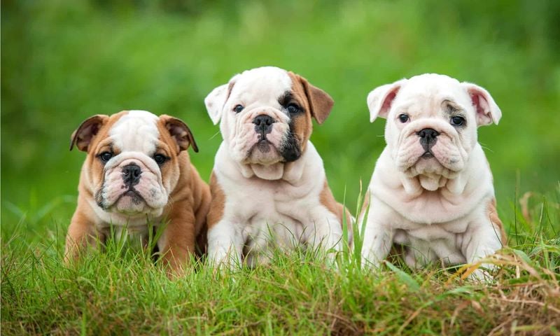 Bulldog: The Lovable Stubborn Soul