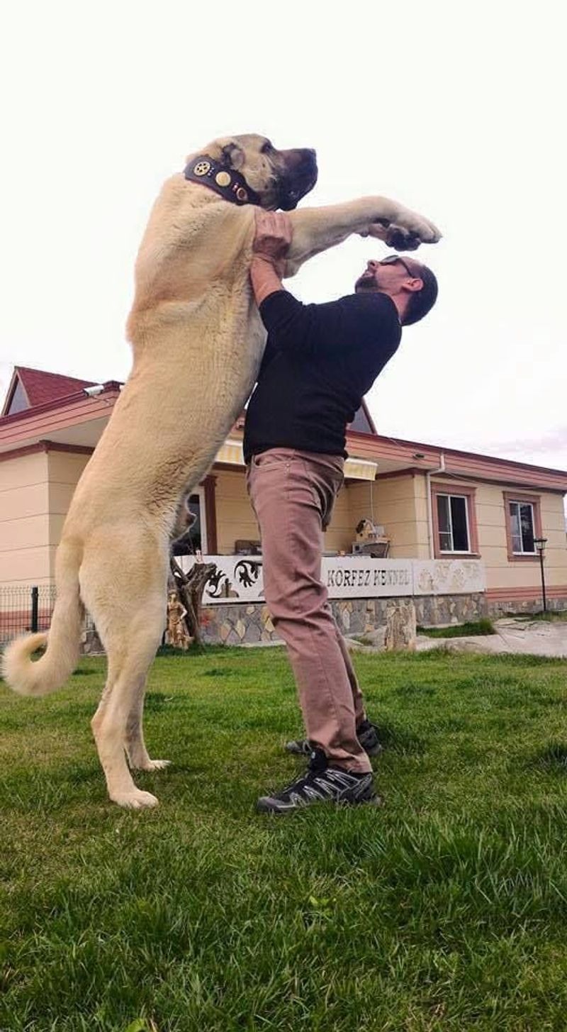 Kangal