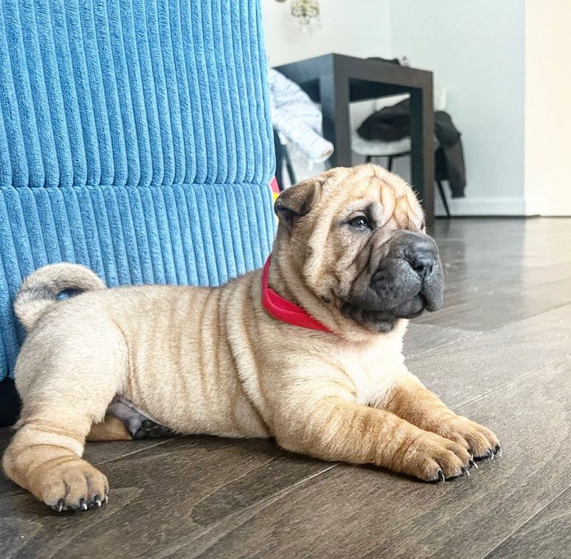 Chinese Shar-Pei: Wrinkled with Attitude