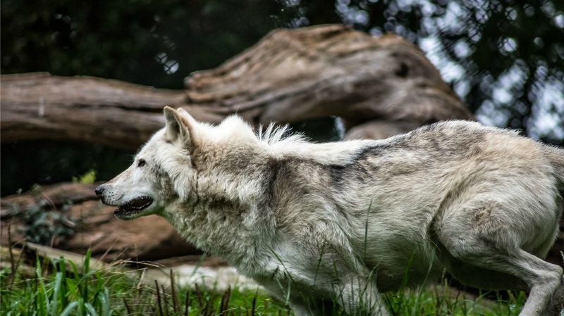 Veterinary Care Presents Special Challenges