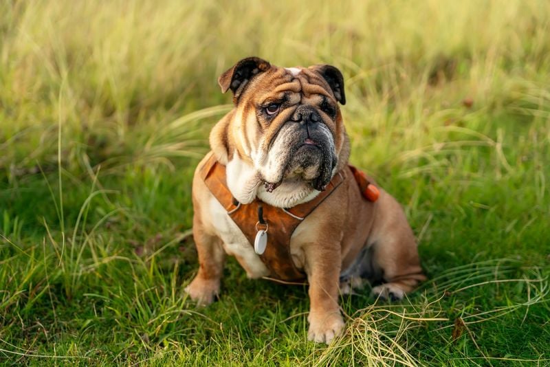Bulldog: The Gentle Tank