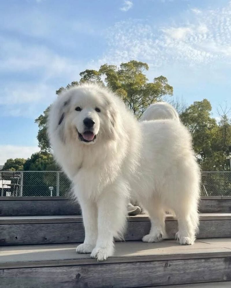 Great Pyrenees' Massive Coat Concerns