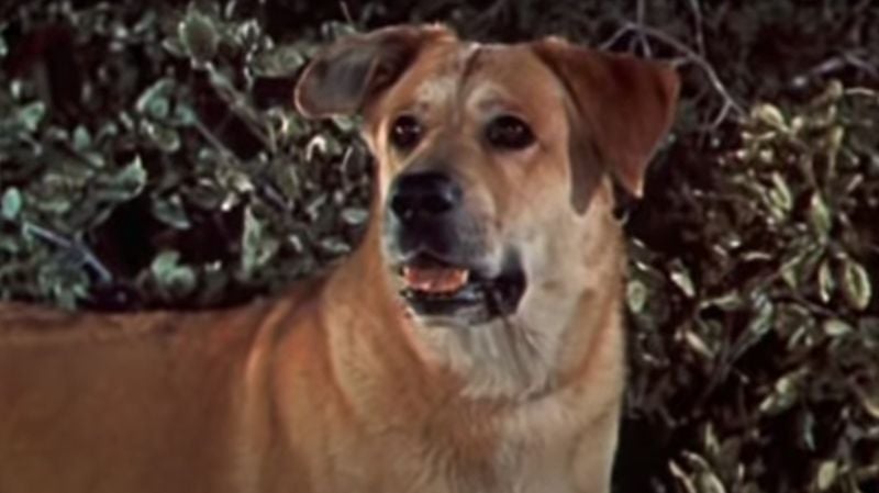 Old Yeller
