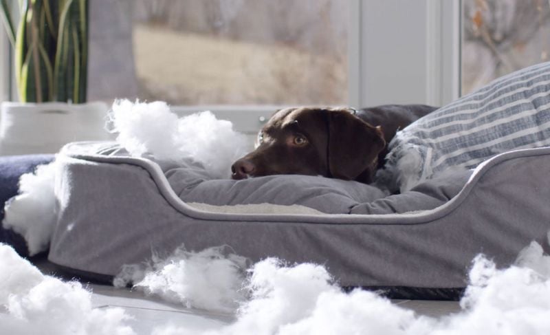 Relief from Separation Anxiety