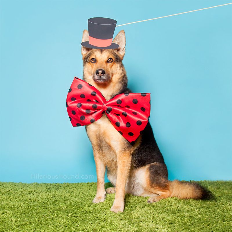 Viewing the Dog as an Accessory, Not a Commitment