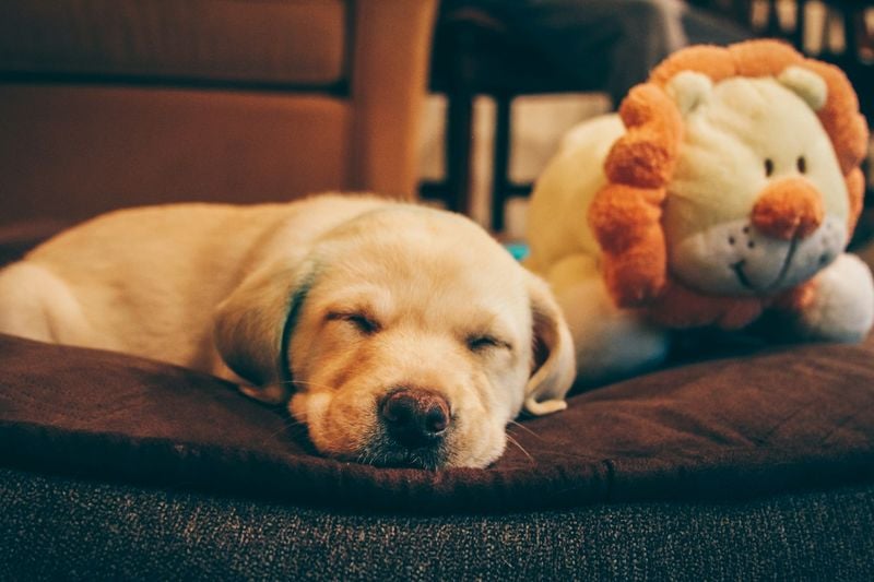 Labrador Retriever: Faithful Dozing Devotees